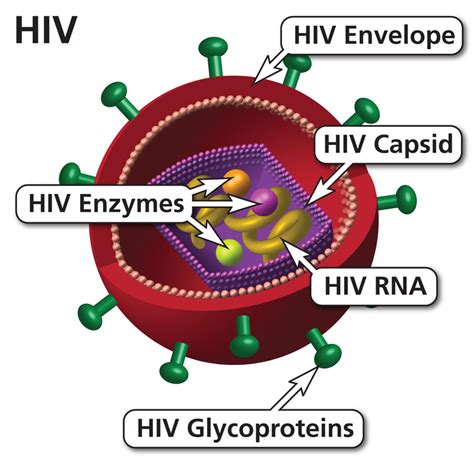 viruses that are similar to hiv
